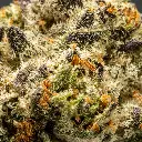 Stax - THCA Flower - Tropicana Cherry - Macro #2.webp