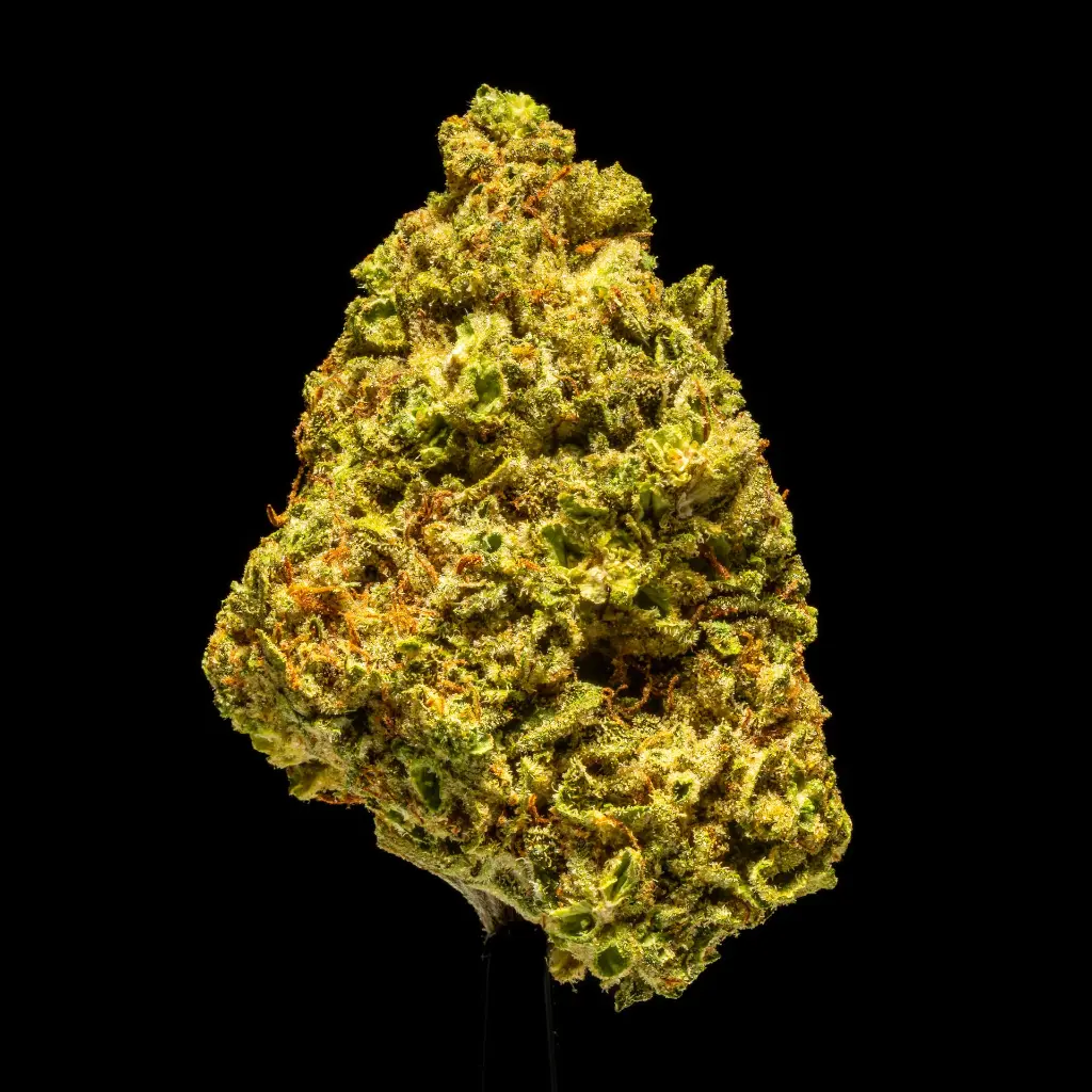 Gelato -FLOAT- 101025.webp
