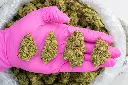 Gelato -PINK- 101025.webp