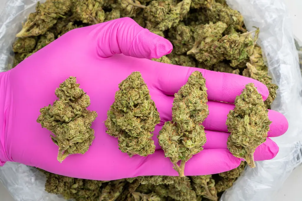 The Original Z -PINK- 101025.webp