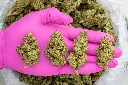 The Original Z -PINK- 101025.webp