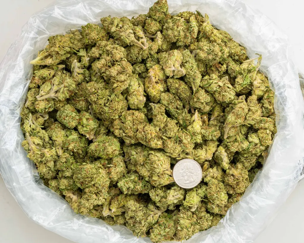 The Original Z -BAG- 101025.webp