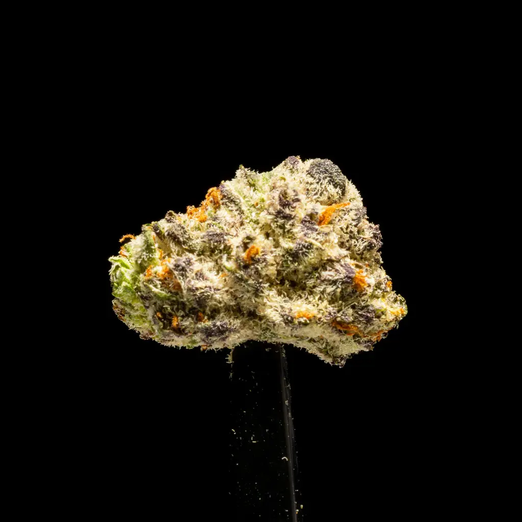 White Truffle Indoor Smalls -FLOAT- 100225.webp