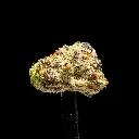 White Truffle Indoor Smalls -FLOAT- 100225.webp