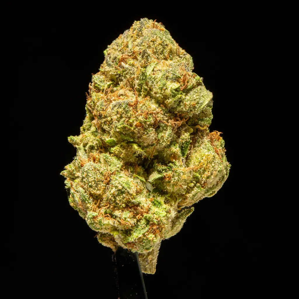 Candy Glue Indoor Mediums -FLOAT- 101325.webp