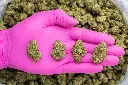 Candy Glue Indoor Mediums -PINK- 101325.webp
