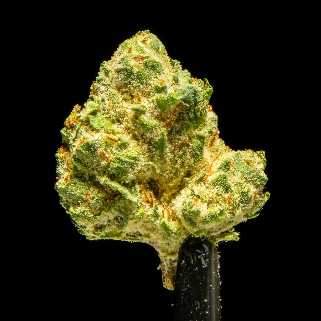 Strawberry Guava Indoor Smalls -FLOAT- 101325.webp