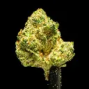Strawberry Guava Indoor Smalls -FLOAT- 101325.webp