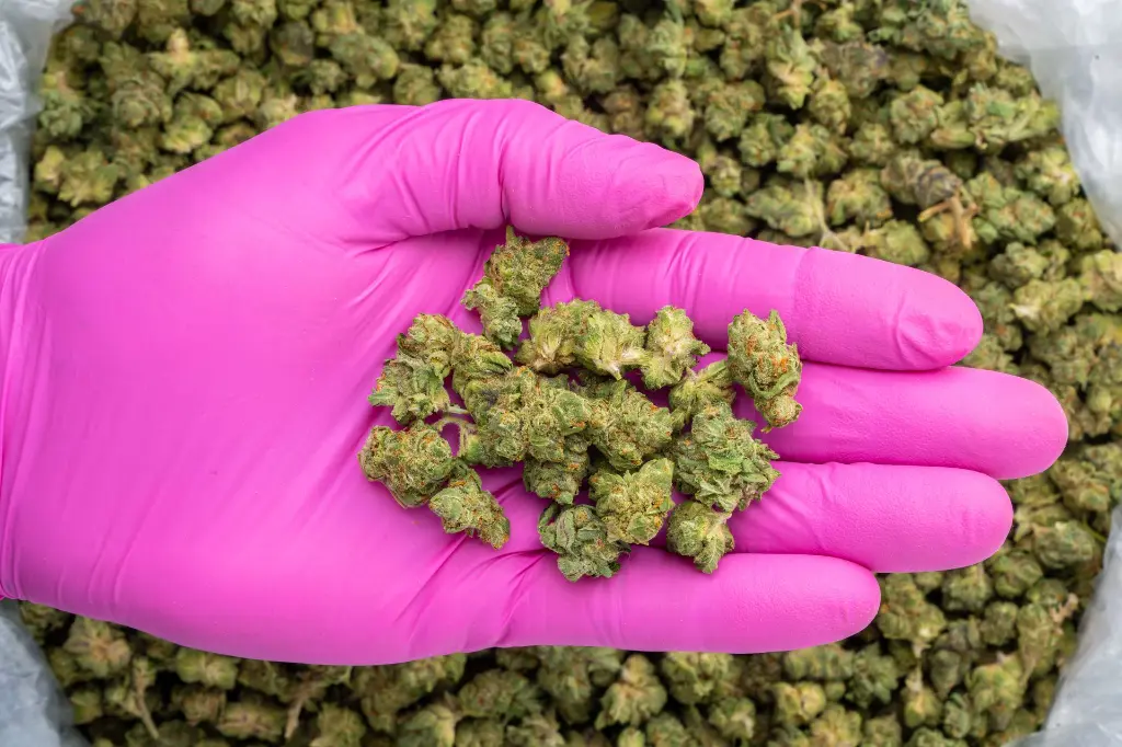 Blackberry Caviar Indoor Smalls -PINK- 101325.webp