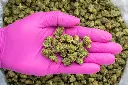 Blackberry Caviar Indoor Smalls -PINK- 101325.webp