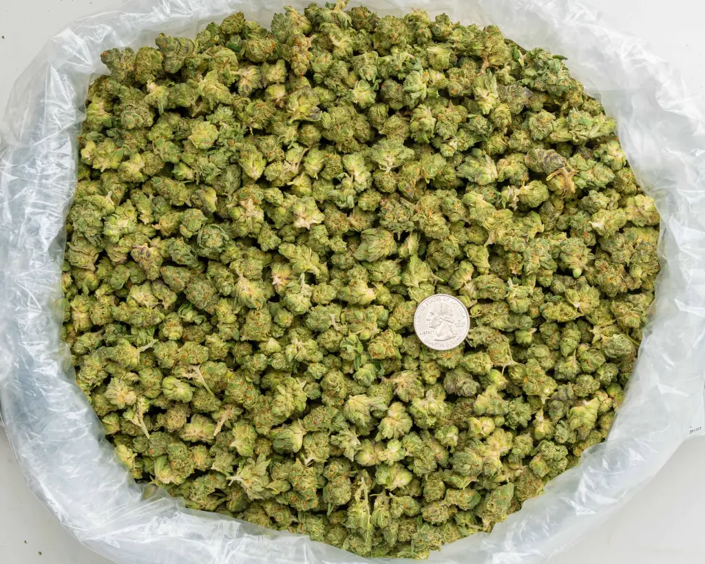 Blackberry Caviar Indoor Smalls -BAG- 101325.webp