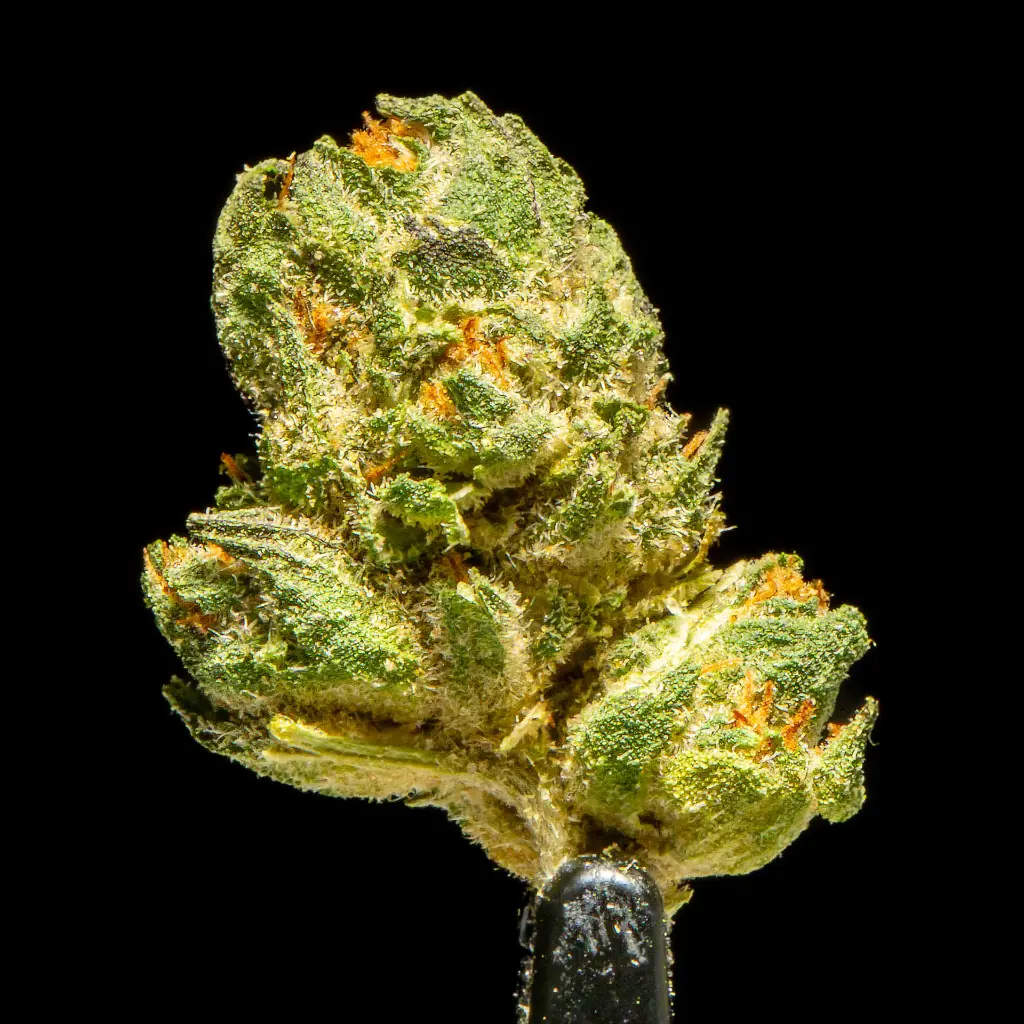 Blackberry Caviar Indoor Smalls -FLOAT- 101325 (1).webp