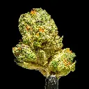 Blackberry Caviar Indoor Smalls -FLOAT- 101325 (1).webp