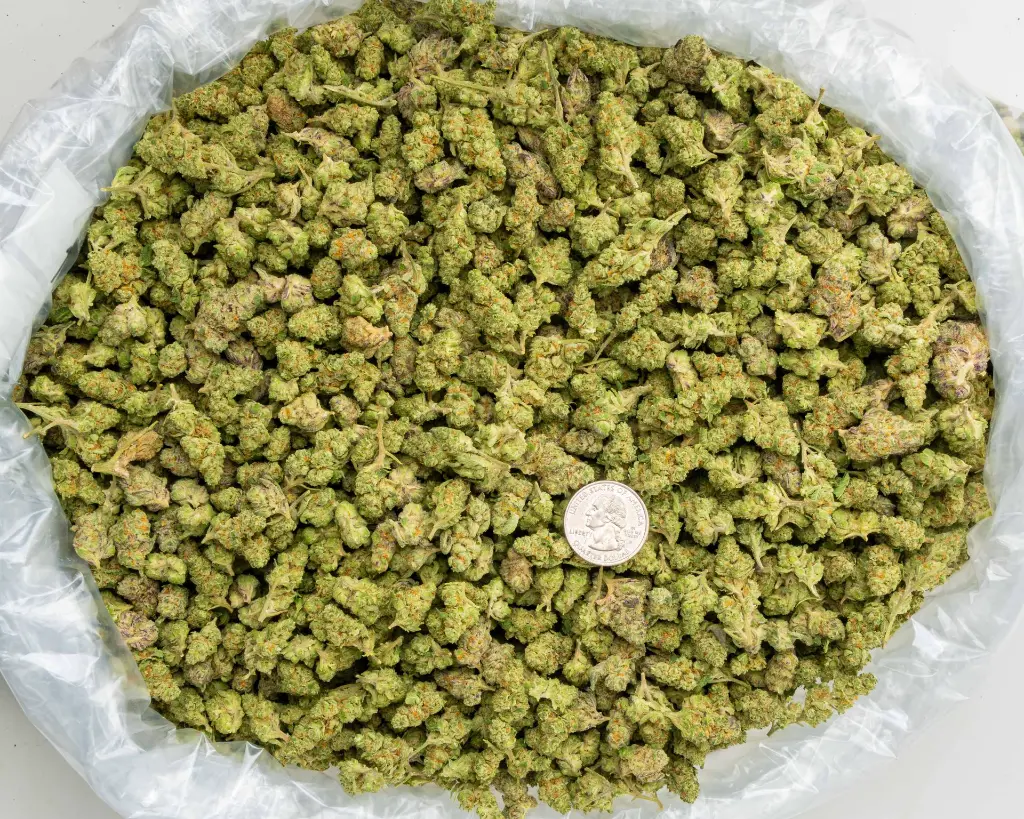 Gascotti Indoor Smalls -BAG- 101325.webp