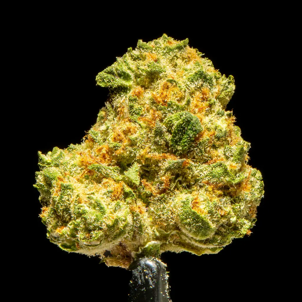 Gascotti Indoor Smalls -FLOAT- 101325 (1).webp