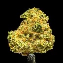 Gascotti Indoor Smalls -FLOAT- 101325 (1).webp