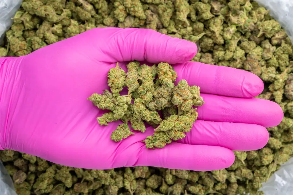 Gascotti Indoor Smalls -PINK- 101325 (1).webp