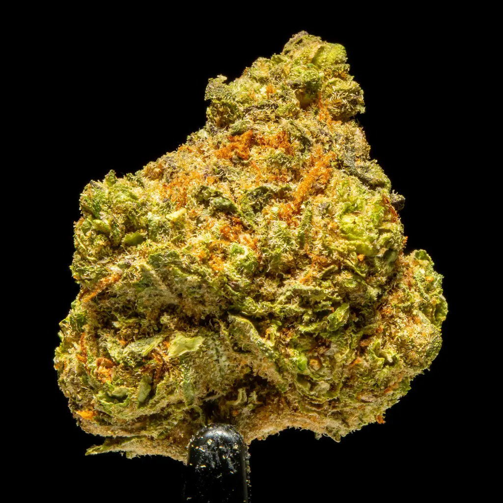 Grape Candy Indoor Smalls -FLOAT- 101325.webp