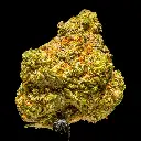 Grape Candy Indoor Smalls -FLOAT- 101325.webp