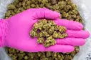 Grape Candy Indoor Smalls -PINK- 101325.webp