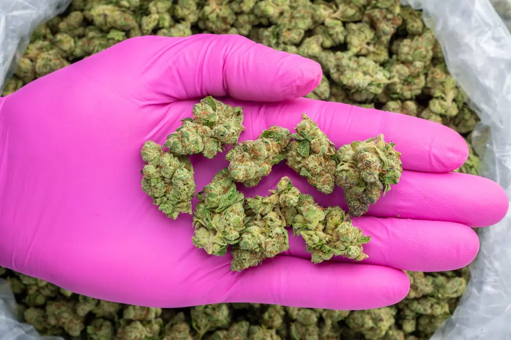 Cherry Popperz Indoor Mediums -PINK- 101325.webp