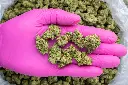 Cherry Popperz Indoor Mediums -PINK- 101325.webp