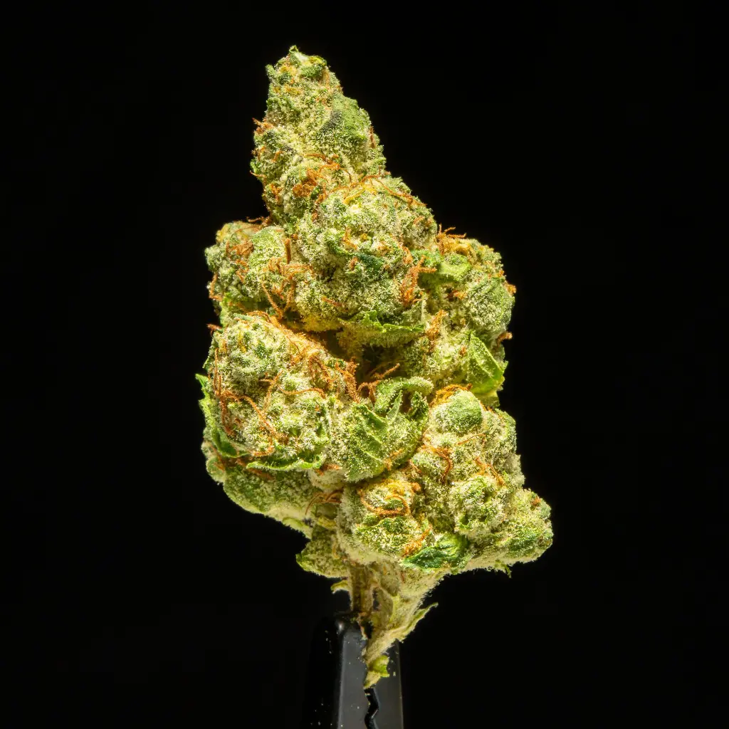 Cherry Popperz Indoor Mediums -FLOAT- 101325.webp