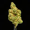 Cherry Popperz Indoor Mediums -FLOAT- 101325.webp