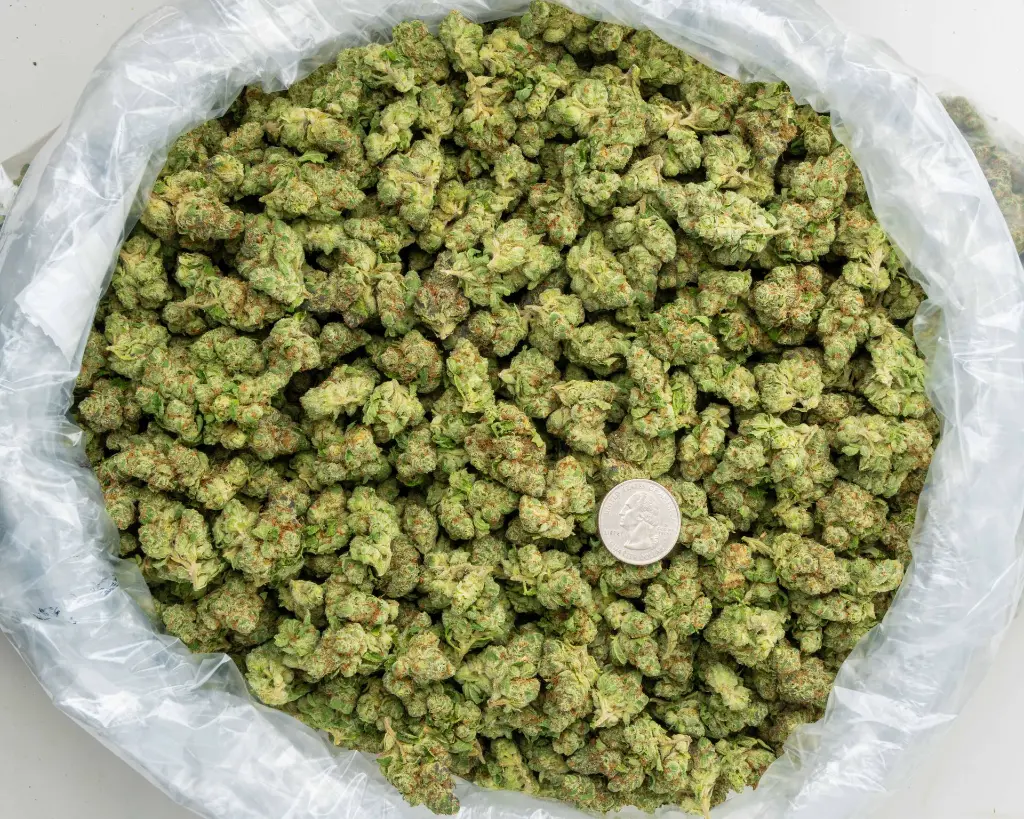 Cherry Popperz Indoor Mediums -BAG- 101325.webp