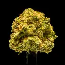 Astro Candy Smalls -FLOAT- 101425.webp