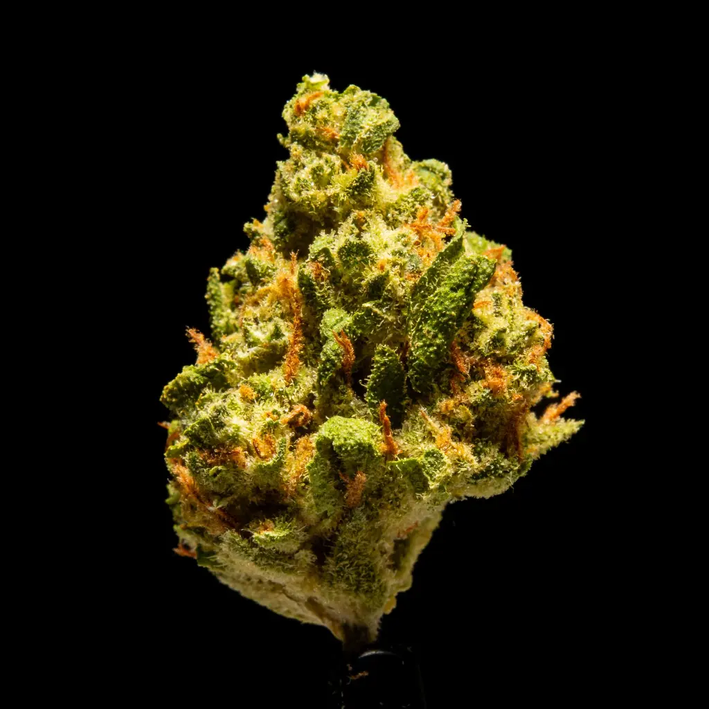 Sour Papaya -FLOAT- 092925.webp