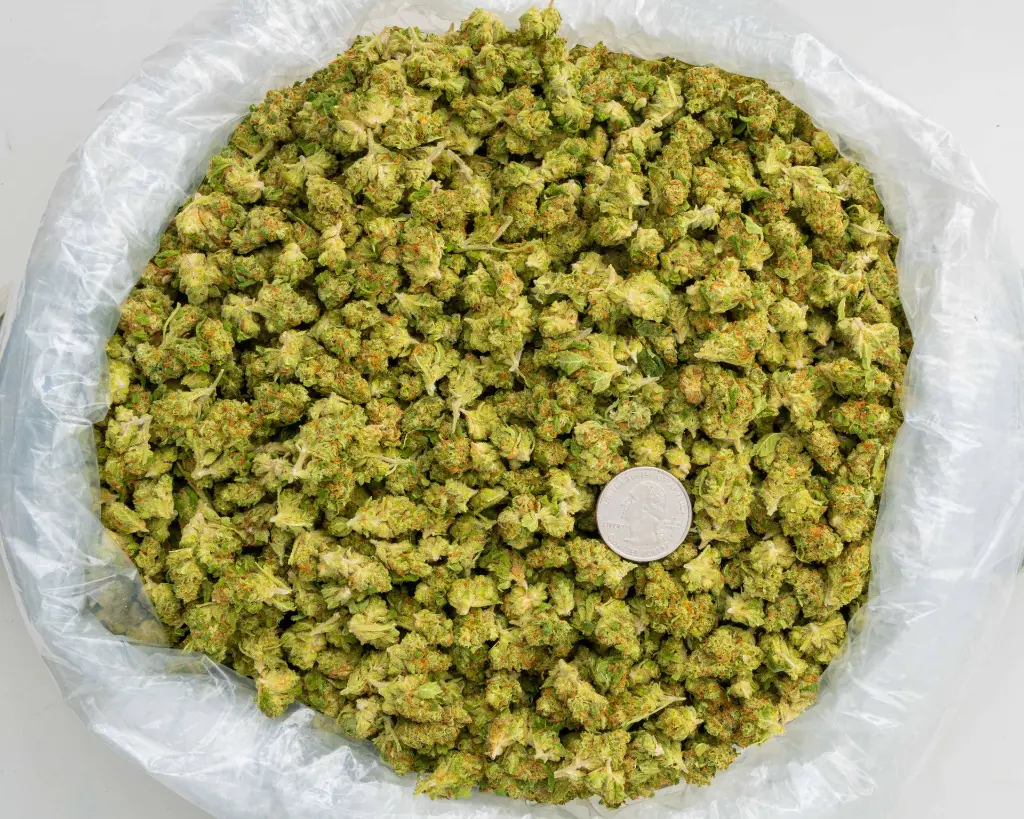 Sour Papaya -BAG- 092925.webp