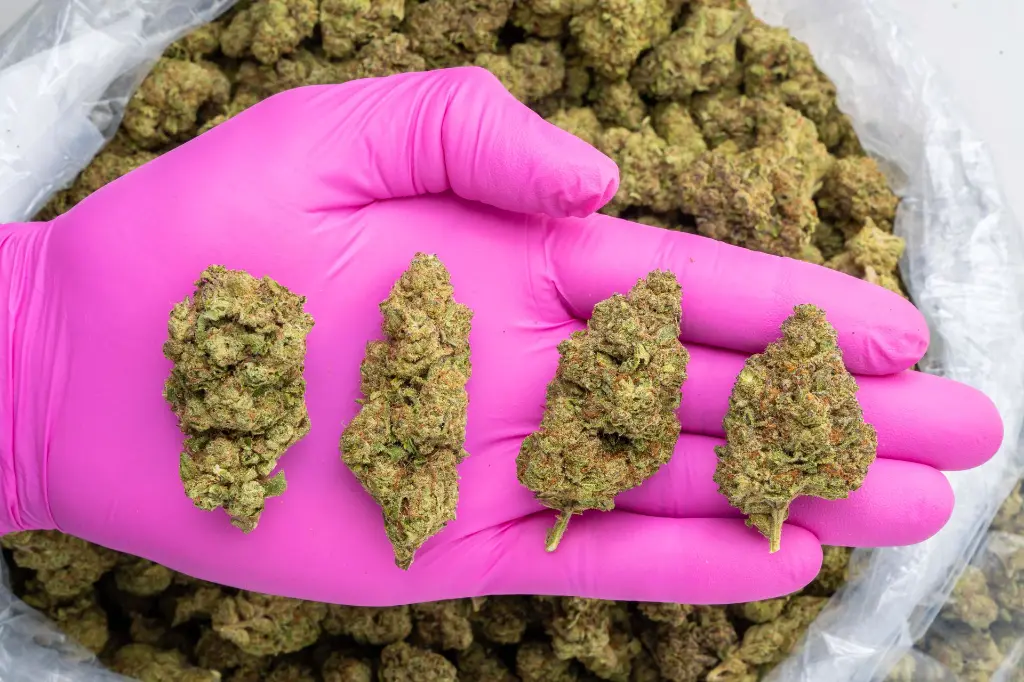 Purple Champagne -PINK- 101325.webp