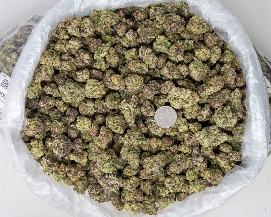 Gumbo Indoor Mediums -BAG- 071525 20250715WAGBO.webp