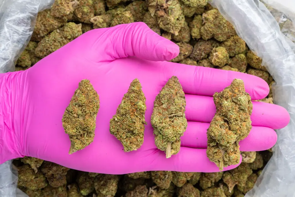 Grape Candy Indoor -PINK- 101325.webp