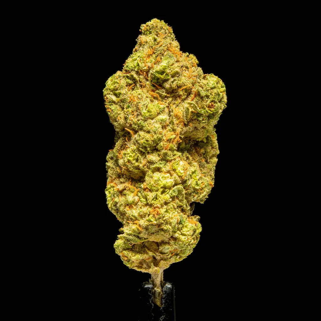 Grape Candy Indoor -FLOAT- 101325.webp