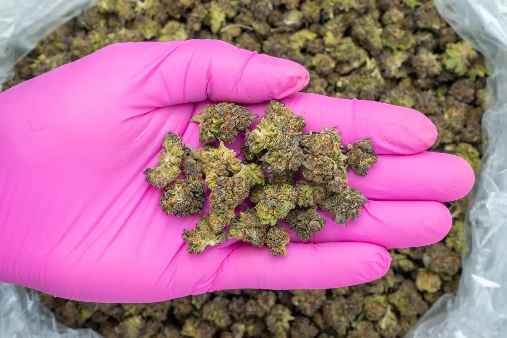 Acai Gelato Smalls -PINK- 050825 20250508RRACS.webp