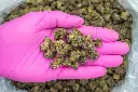Acai Gelato Smalls -PINK- 050825 20250508RRACS.webp