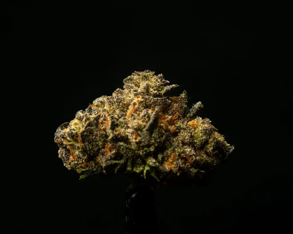 Acai Gelato Smalls -FLOAT- 050825 20250508RRACS.webp