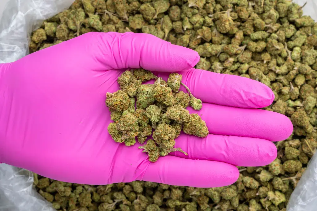 M Runtz -PINK- 101725.webp