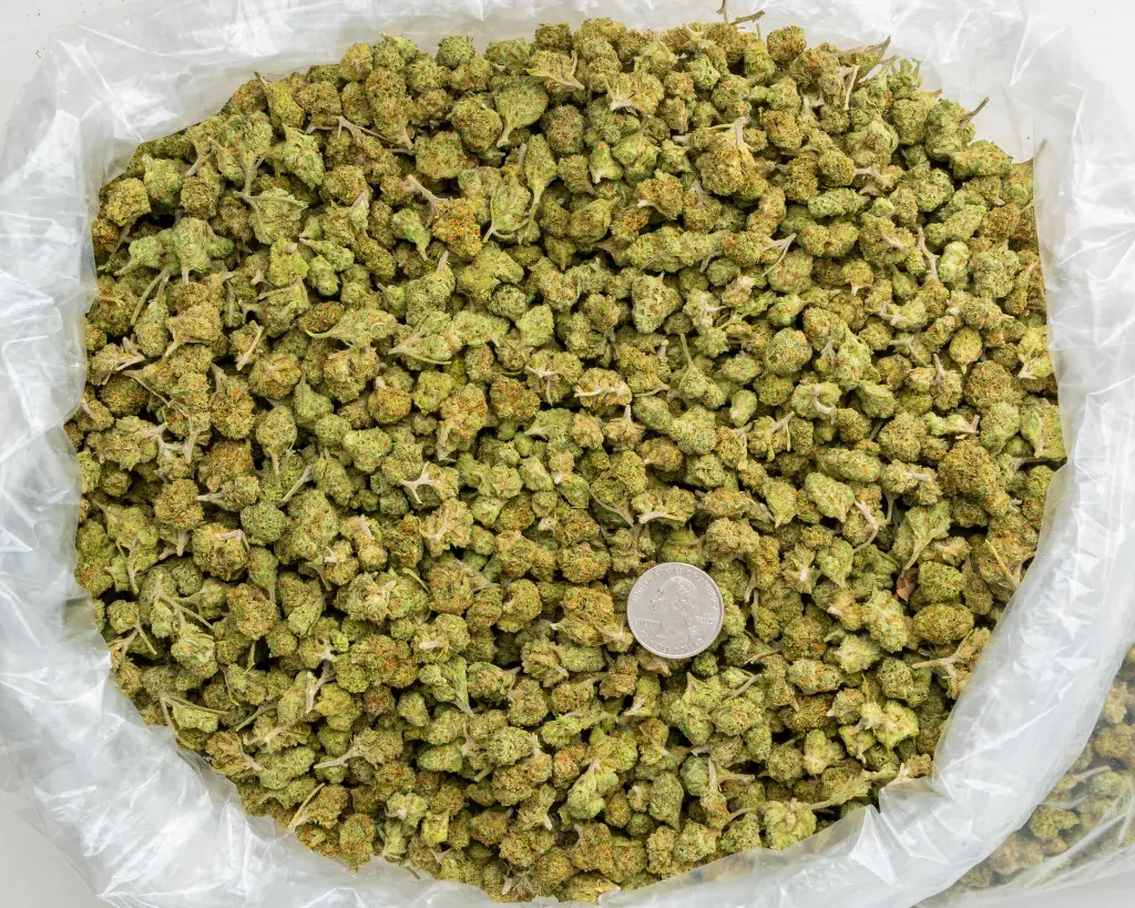 M Runtz -BAG- 101725.webp