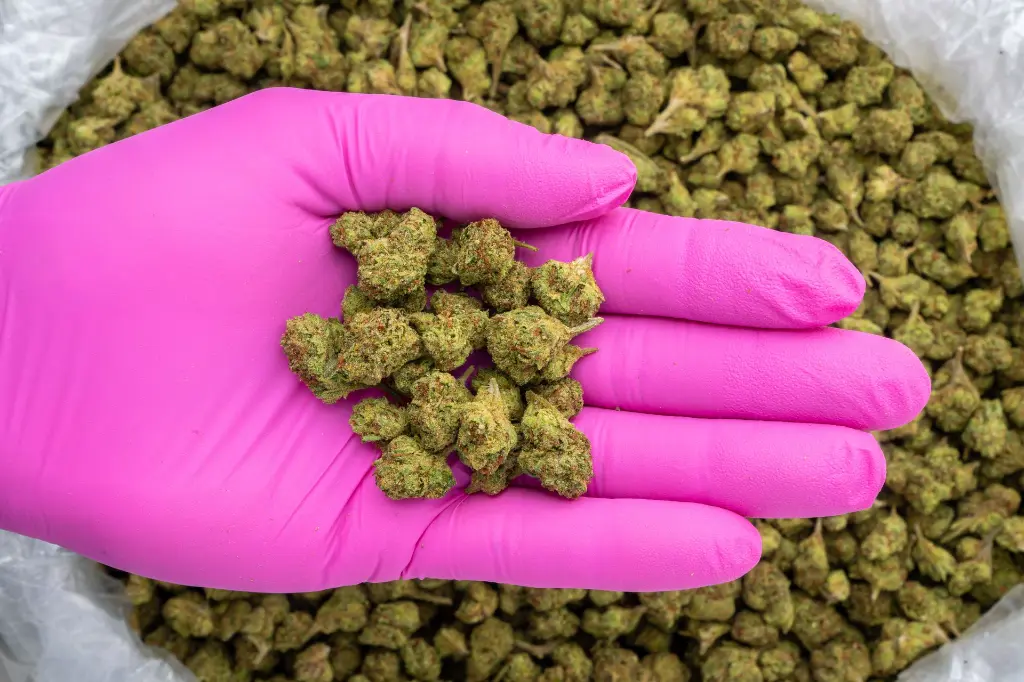 Emerald Runtz -PINK- 101725.webp