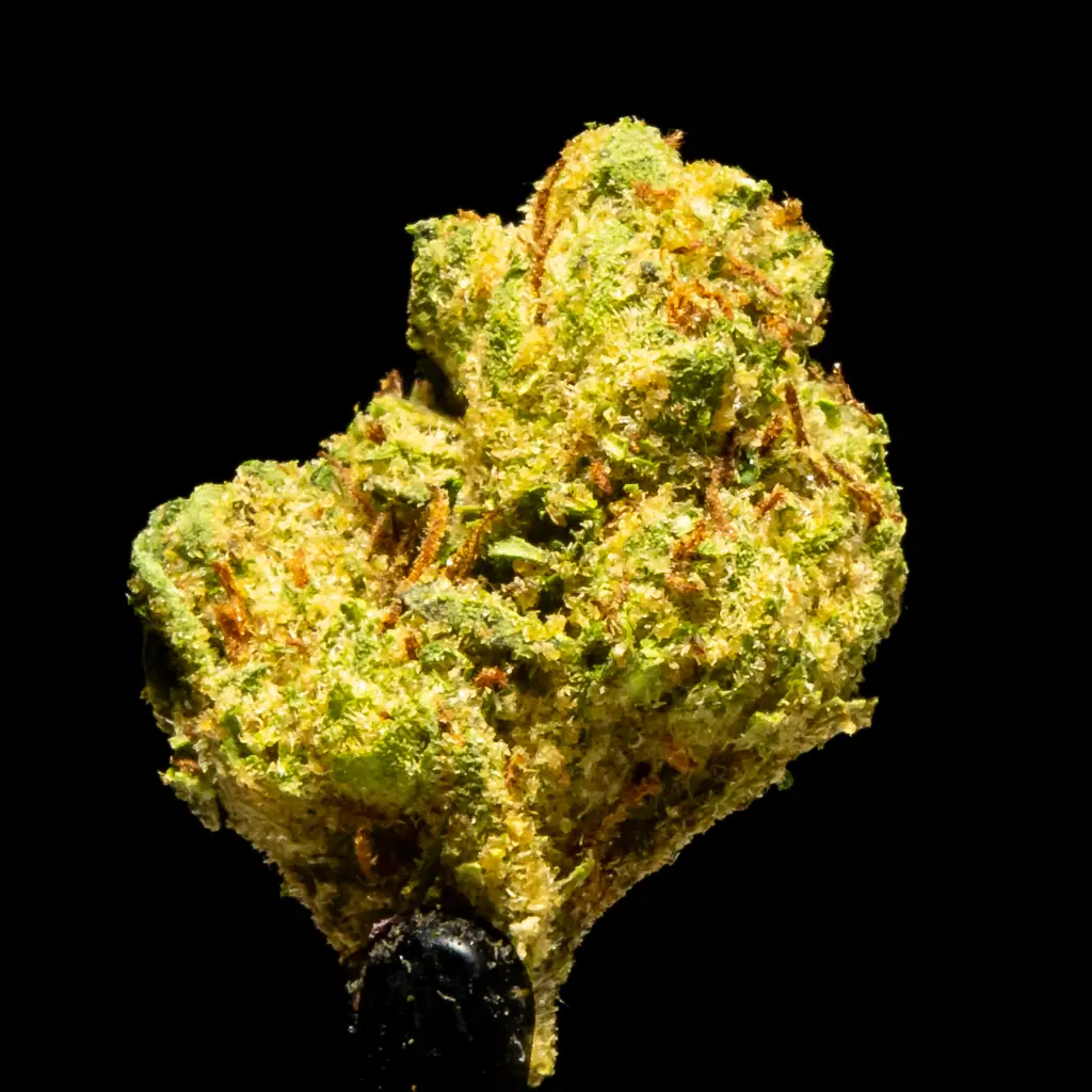 Emerald Runtz -FLOAT- 101725.webp