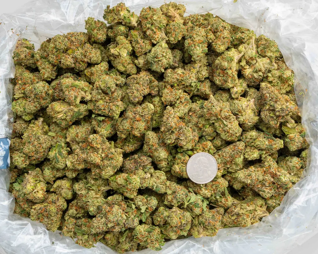 Red Bullz - BAG- 101725.webp