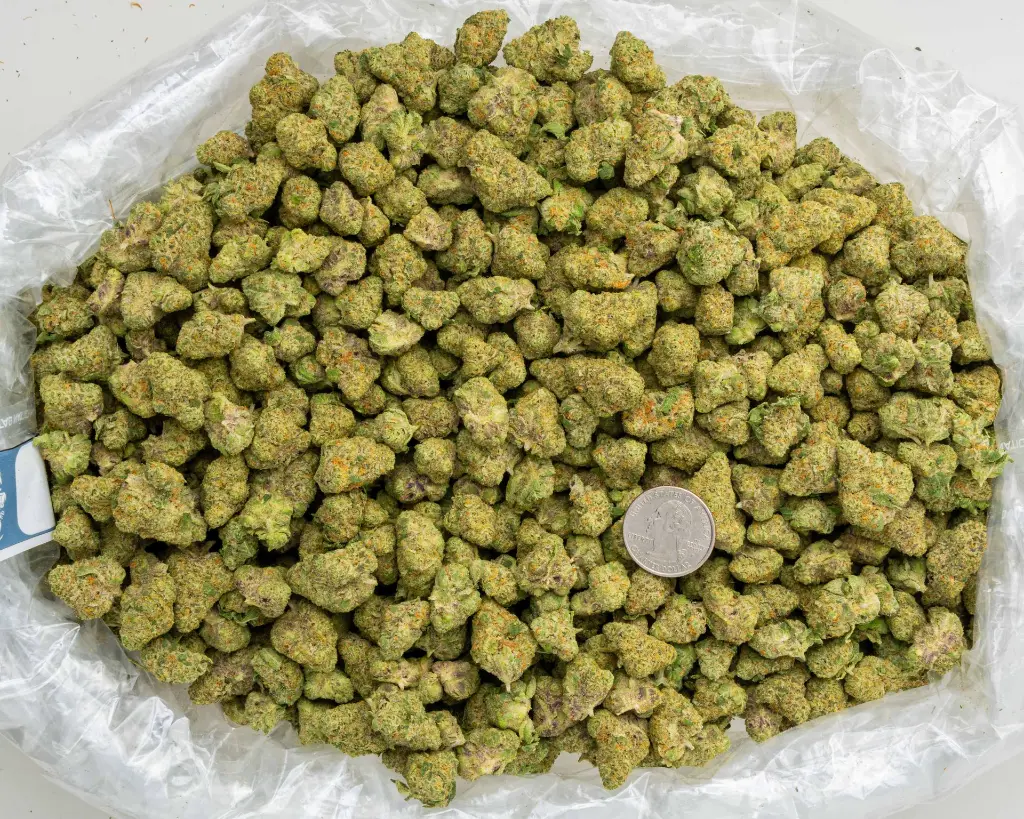 Future Haze Indoor Smalls -BAG- 101725.webp