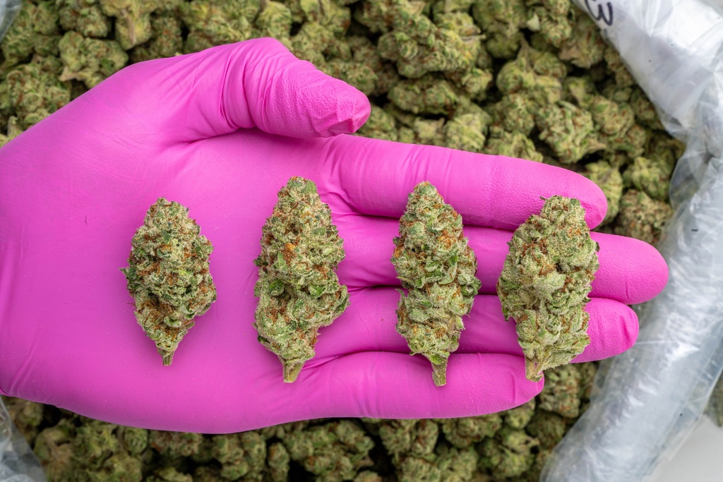 Banaconda Indoor -PINK- 071825 20250718MHMBG.webp