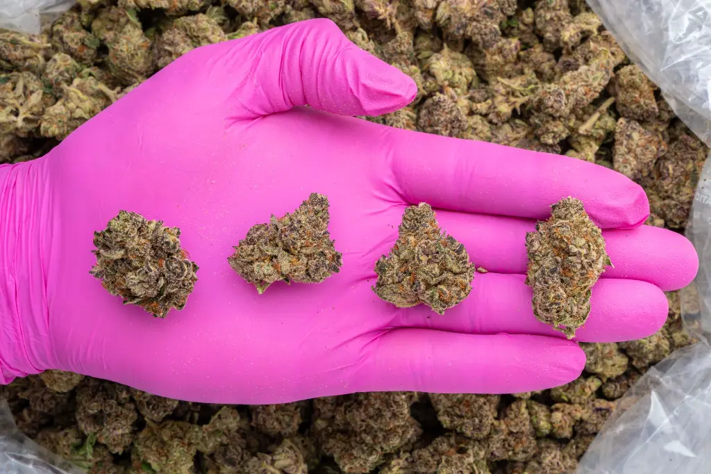 Gas Queen -PINK- 101725.webp