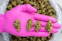 Gov't Oasis -PINK- 101325.webp