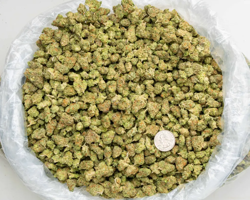 P Star Flower -BAG- 101425.webp