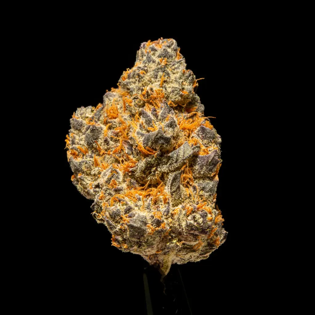 Lemon Slam Indoor -FLOAT- 092625 20250925SALMS (2).webp